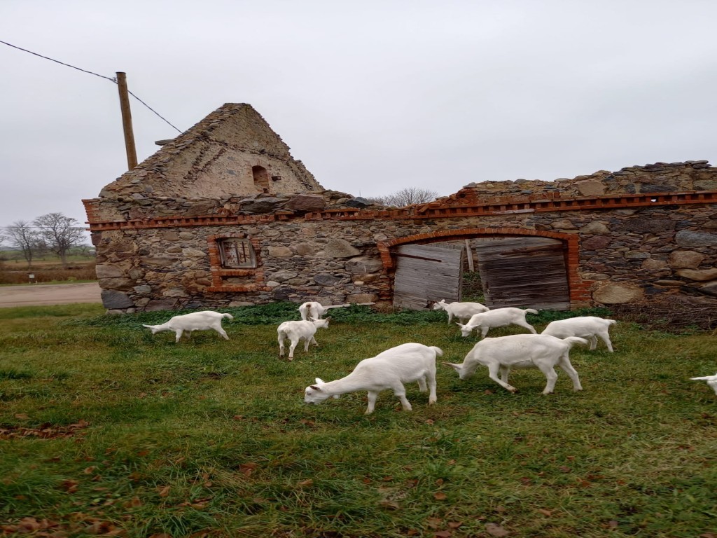 Kazinas (1) (1)